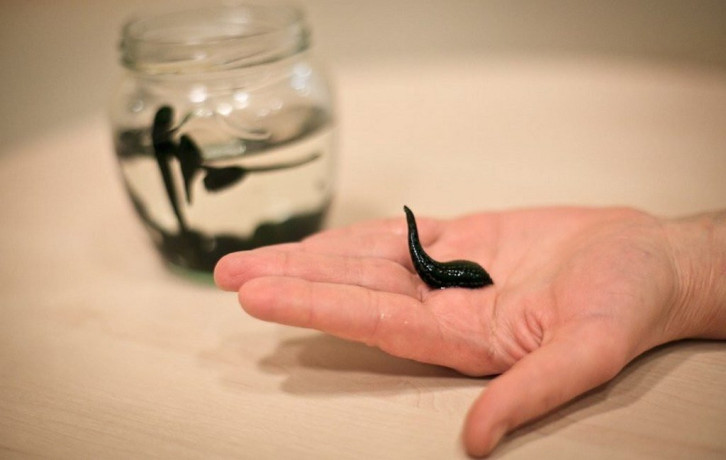 prodaza-medicinskoi-piiavki-big-0