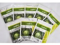 semena-gollandiiavitas-small-0