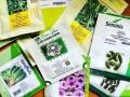 semena-gollandiiavitas-small-2