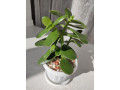 krassula-ovatadeneznoe-derevo-small-4