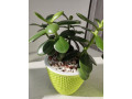 krassula-ovatadeneznoe-derevo-small-0