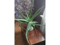 aloe-vera-small-0