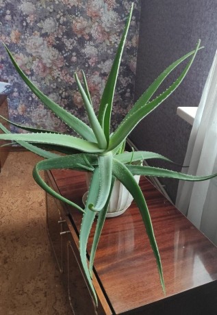 aloe-vera-big-0