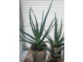 aloe-vera-ot-100-rub-est-mnogoletnie-small-2