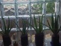 aloe-vera-ot-100-rub-est-mnogoletnie-small-0