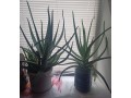 aloe-vera-ot-100-rub-est-mnogoletnie-small-3