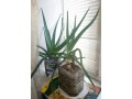 aloe-vera-ot-100-rub-est-mnogoletnie-small-1