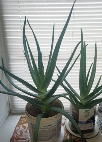 aloe-vera-ot-100-rub-est-mnogoletnie-big-2