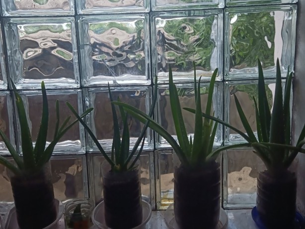 aloe-vera-ot-100-rub-est-mnogoletnie-big-0