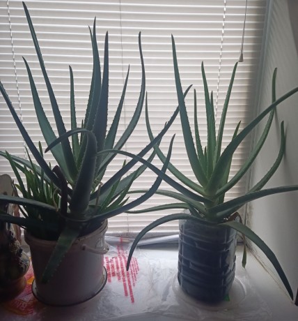 aloe-vera-ot-100-rub-est-mnogoletnie-big-3