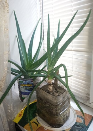 aloe-vera-ot-100-rub-est-mnogoletnie-big-1