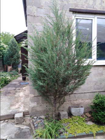 dva-doma-na-ucastke-104-m2-ul-priozernaia-voda-247-big-0